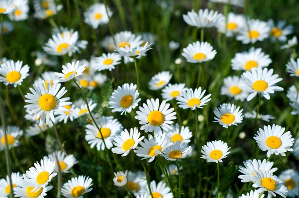 Білі Ромашкові Квіти Літній Фон — стокове фото