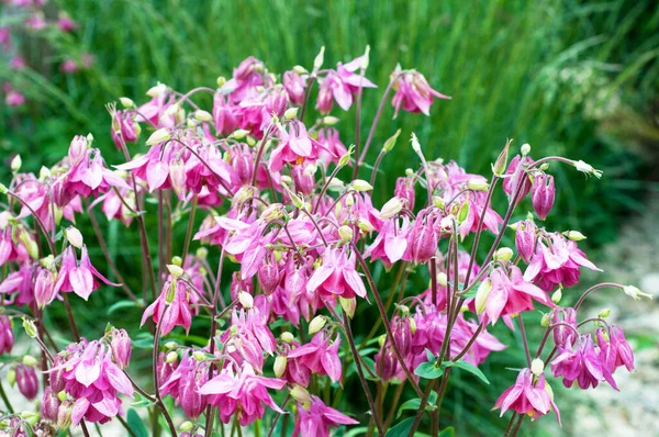 Aquilegia Pink Spring Garden Pink Flowers Aquilegia Natural Background — 스톡 사진