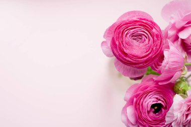 Pembe arka planda pembe renkte güzel bir buket ranunculus çiçeği. Çiçekler ve tomurcuklar. Tex için alanı kopyala