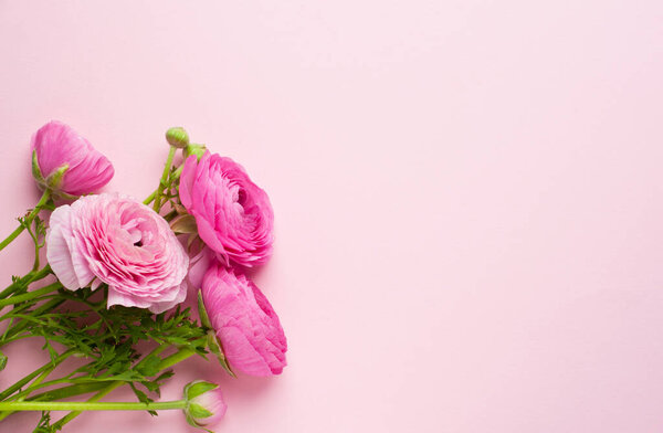 Beautiful bouquet of ranunculus flowers of pink color on a pink background. Flowers and buds. Copy space for tex