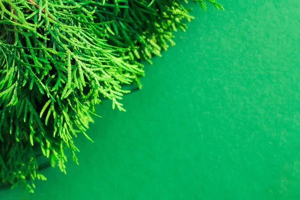 Zielony gałąź thuja na zielonym tle — Zdjęcie stockowe