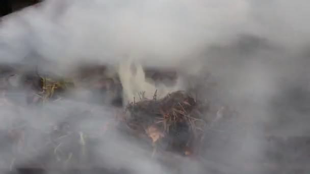 Sterke rook, schadelijke lucht. dennennaalden en oude bladeren branden — Stockvideo