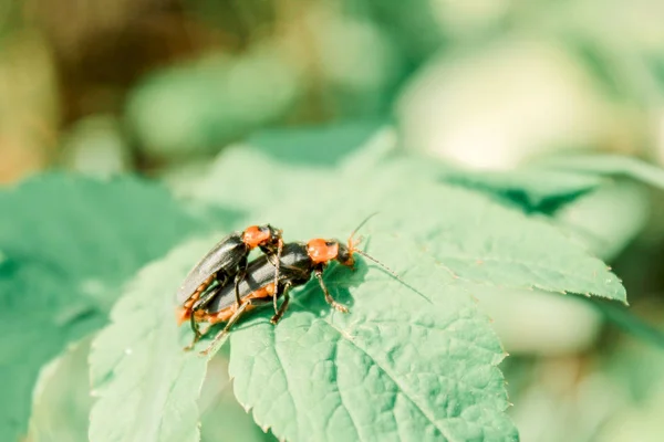 love in insects. two firefighters breed in nature. romance around