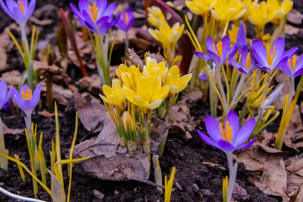 I primi fiori. il concetto di risvegliare la natura dopo l'inverno — Foto Stock