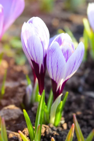 the first flowers break through the ground. the concept of awakening nature