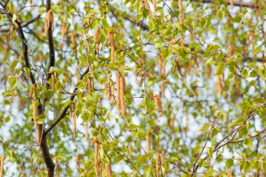 Çiçek açan huş ağacı. Güçlü alerji. huş ağaçları baharda çiçek açar.