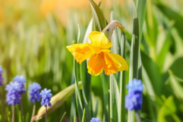 Žluté narcisy a modrá Muscari kvetla v zahradě. — Stock fotografie