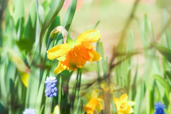 Narcisi gialli fioriti in giardino. primavera risveglio della natura . — Foto Stock