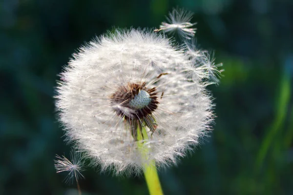 Păpădie de aproape. Vedere de vară a păpădiei răspândirea semințelor umbrele — Fotografie, imagine de stoc