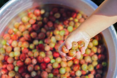 Bir çocuğun eli bektaşi üzümünü tutar. Meyve hasadı