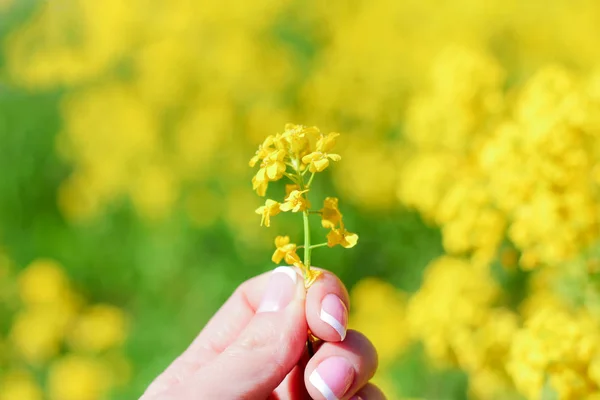 Amarillo. flor amarilla en la mano sobre un fondo de campo amarillo . — Foto de Stock