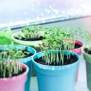 green young seedlings on the windowsill. concept of spring mood