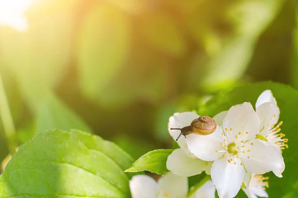 Little Snail White Jasmine Flower Summer Photo Fresh Greenery — Stock Photo, Image