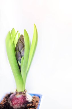 Çözünürlük verimliliği. Doğanın uyanışı, baharın gelişi, iyi bir ruh hali için hoş küçük bir şey.