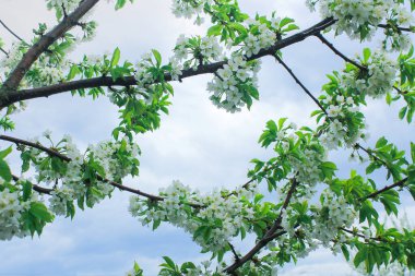 Bahar çiçeği ağacı. Beyaz renkli bir ağaç ve yenilenme ve uyanış havası..