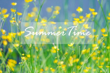 Tarladaki sarı çiçekler. Sarı renkli çiçeklerle bezenmiş. Yabani çiçekler. Çiçekli çiçekli sarı tarla çiçekleri