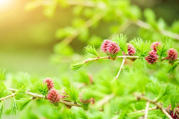 Genç Iğneli Dallar Avrupa Tarlakuşu Larix Pembe Akıntılı Kırlangıcı — Stok fotoğraf