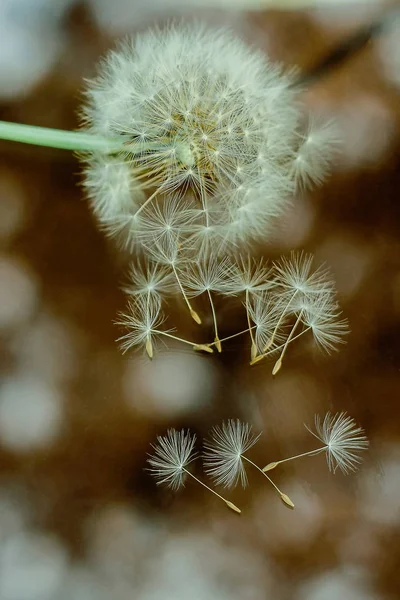 Diente de león blanco y sus semillas. reproducción de flores . — Foto de Stock