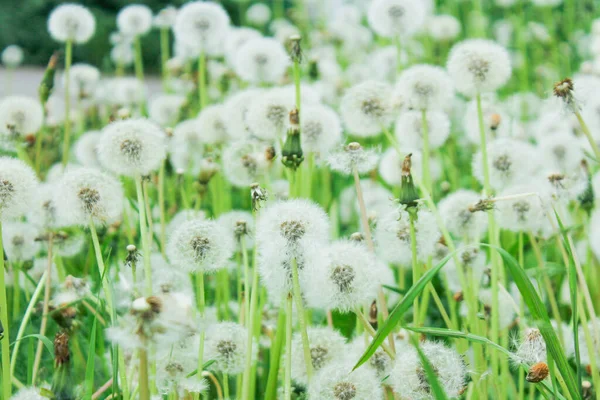 Spring background with light transparent flowers dandelions — Stock Photo, Image