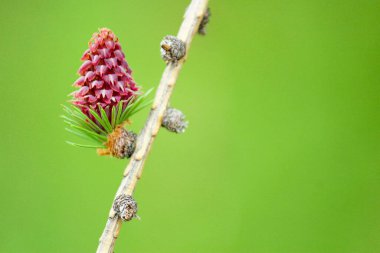 Flowers of European larch, Larix decidua, blooming single seed cone on larch clipart