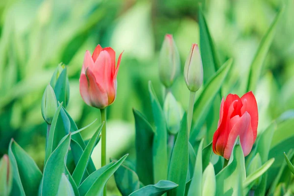 Blossoming red tulips on a green background. spring mood. — Stock fotografie