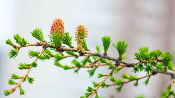 Branches with young needles European larch Larix decidua with pink flowe — Stock Photo, Image