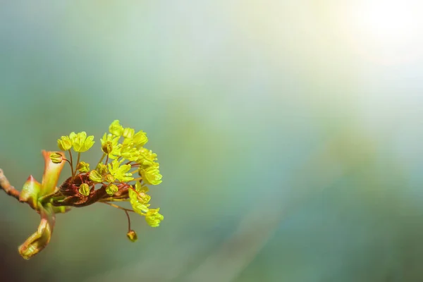 봄은 겨울 과 함께 자연을 깨운다. 어린 단풍나무가 햇볕을 쬐네 — 스톡 사진