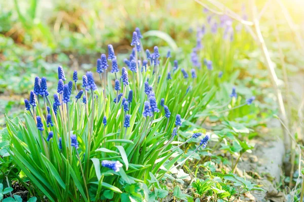 Flowerbed with blooming flowers. Spring mood. Garden in bloom. — Stock fotografie
