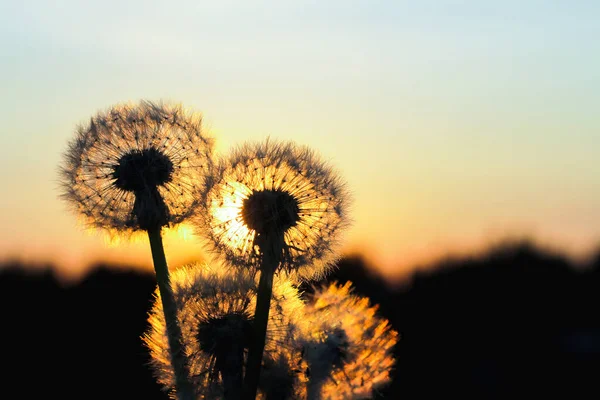 Löwenzahn Den Goldenen Strahlen Der Untergehenden Sonne Als Hintergrund Der — Stockfoto