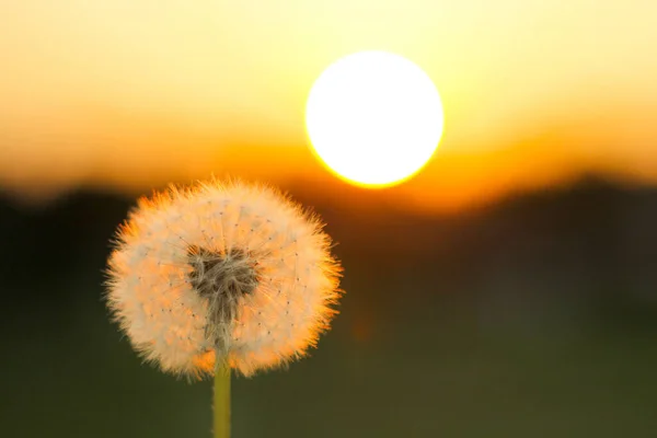 Turuncu akşam gökyüzünün arka planına karşı kontrol altında olan karahindiba hava topu, yakın plan. Gün batımına karşı gülle..