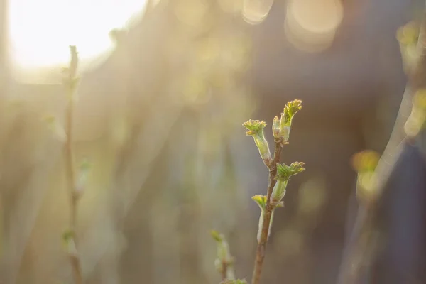 Genç Yeşil Yapraklar Kışın Ardından Ilkbaharda Ağaçta Çiçek Açar — Stok fotoğraf
