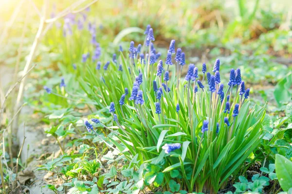 Flowerbed Blooming Flowers Blue Muscari Plants Fresh Green Grass Spring — Stock fotografie