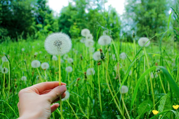 Pajişte Păpăpădie Femeie Mână Ține Păpădie Plante Medicinale Alergii Taraxacum — Fotografie, imagine de stoc