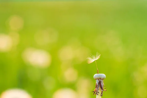 Pusteblume Kontrollsonnenlicht Vor Dem Hintergrund Des Orangefarbenen Abendhimmels Nahaufnahme Pusteblume — Stockfoto