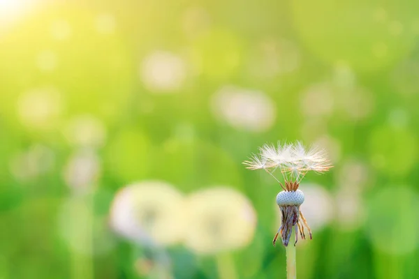 Dandelion Blowball Control Sunlight Background Orange Evening Sky Close Blowball — Stock Photo, Image