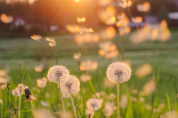 Günbatımı arka planında bahar karahindiba tarlası. Karahindiba rüzgârda tohum saçıyor. Doğa sahnesi. yumuşak odak