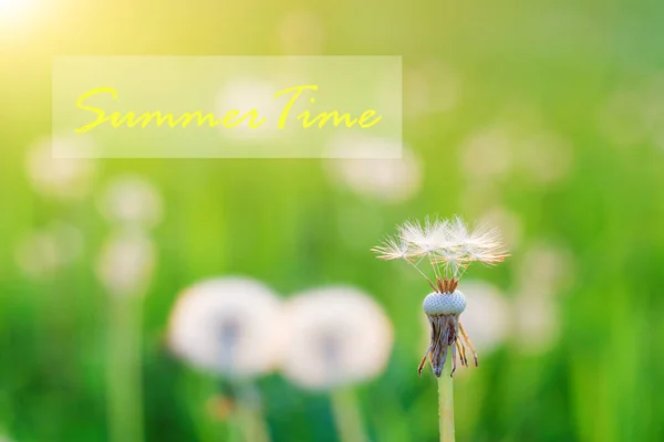 Summer Time Dandelion Blowball Control Sunlight Background Orange Evening Sky — Stock Photo, Image