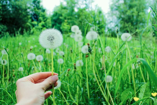 Meadow Dandelions Woman Hand Holds One Dandelion Medicinal Herbs Allergies — Stock Photo, Image