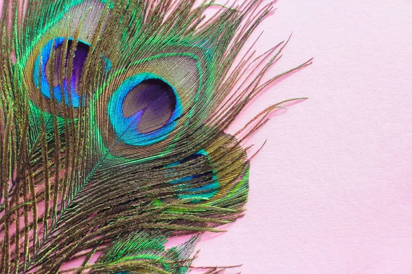 Penas de pavão coloridas e artísticas. melhor fundo textura — Fotografia de Stock