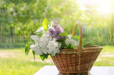 Beyaz ve leylaklı sepet taze kesilmiş leylak. Güneşin ılık günbatımı ışınlarıyla bahçede ve bahar havasında dinlenin.