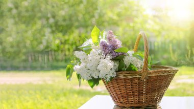 Beyaz ve leylaklı sepet taze kesilmiş leylak. Güneşin ılık günbatımı ışınlarıyla bahçede ve bahar havasında dinlenin. Pankart