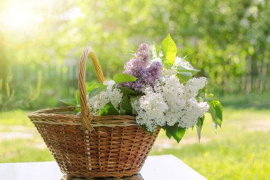 Beyaz ve leylaklı sepet taze kesilmiş leylak. Güneşin ılık günbatımı ışınlarıyla bahçede ve bahar havasında dinlenin.