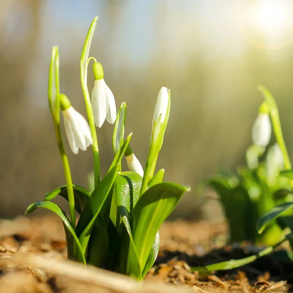 První jarní květiny, zima Zvonek květina spatřena v lese. — Stock fotografie