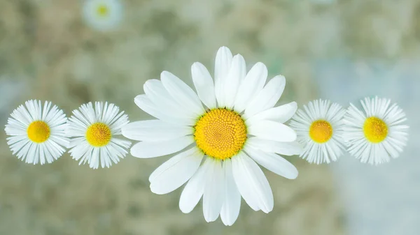 a pattern of daisies. Flowers lined up