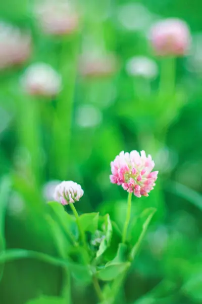White clover flowers in spring. flowering flowers on meadow — Stock Photo, Image