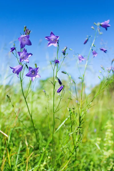 Dzikie kwiaty, dzwoneczki. Fioletowo-niebieskie kwiaty Campanula persicifolia dzwoneczek — Zdjęcie stockowe
