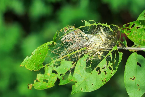 Kiraz renkli tırtıl haşereleri. Bir sürü tırtıl ağaç yaprağı yiyor.