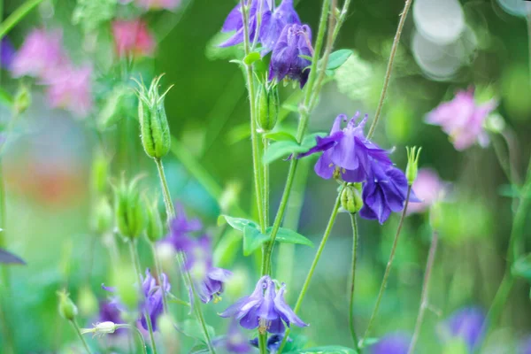 Violet Columbine Aquilegia Blossom Green Blurred Background Spring Summer Landscape — Stock Photo, Image