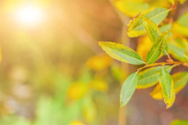 Sonbahar Havası Konsepti Parlak Sarı Yeşil Sonbahar Yaprakları Güneşte — Stok fotoğraf