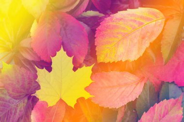 Yere düşen renkli yapraklar. Düşen sonbahar yapraklarının renkli ve parlak arkaplanı. Sonbahar havası..